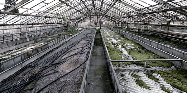 Agriculture à Rajsko, Budy et Harmeze